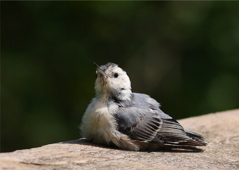 White Breasted Nuthatch