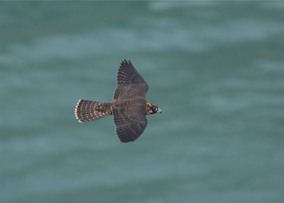 PEREGRINE FALCON