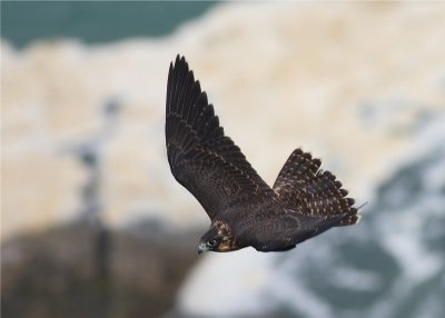 PEREGRINE FALCON