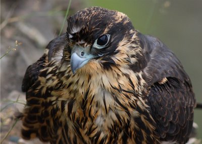 PEREGRINE FALCON