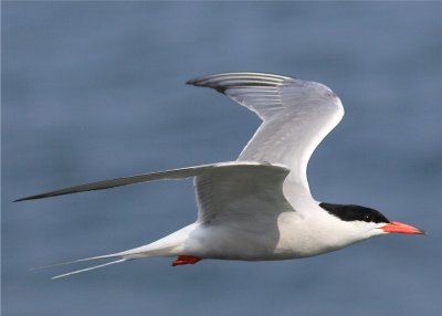 Caspin Tern