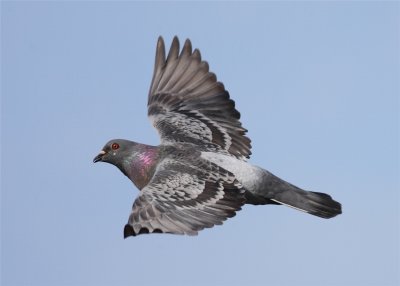 Flying rat