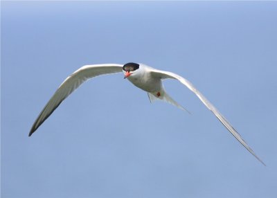 Caspin Tern