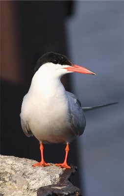 Caspin Tern