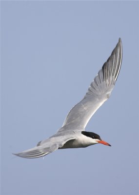 Caspin Tern