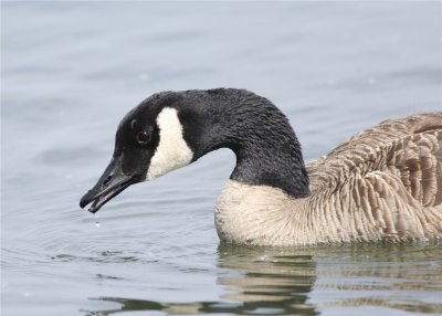 Canada Goose