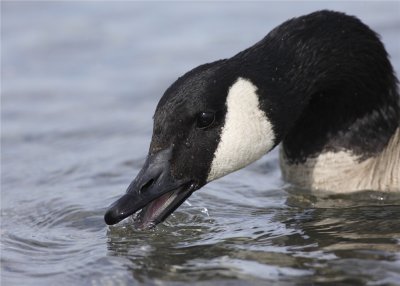 Canada Goose