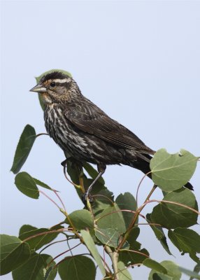 Redwing black bird female