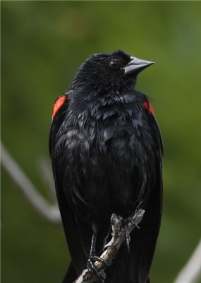 Redwing black bird