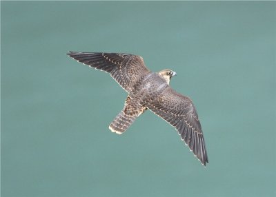 PEREGRINE FALCON