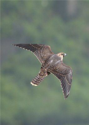 PEREGRINE FALCON