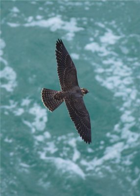 PEREGRINE FALCON