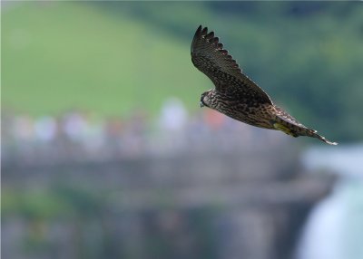 PEREGRINE FALCON