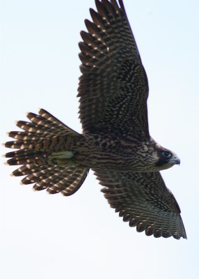 PEREGRINE FALCON