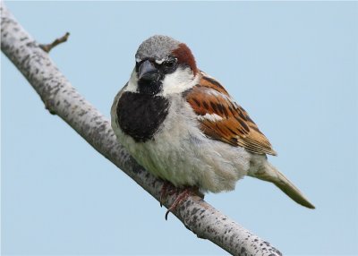 Sparrow