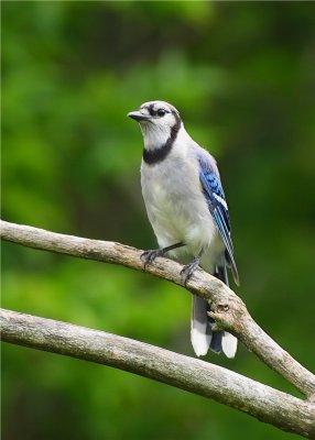 Blue Jay