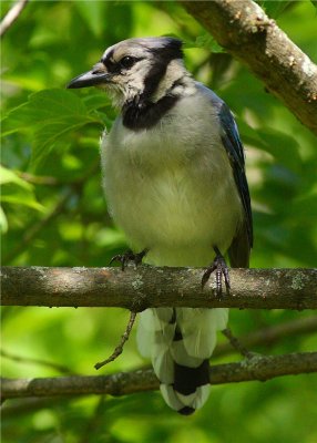 Blue Jay