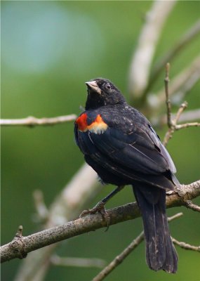 Red Wing Black Bird