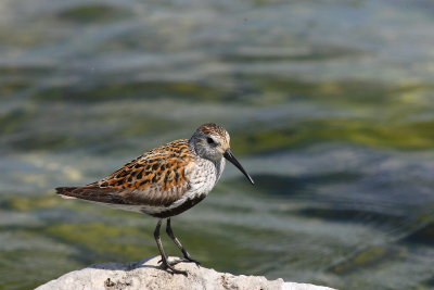 Dunlin