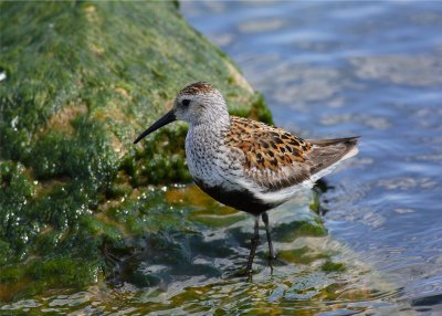 Dunlin