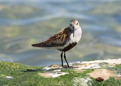 Dunlin