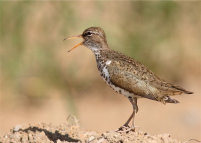 SHORE BIRDS