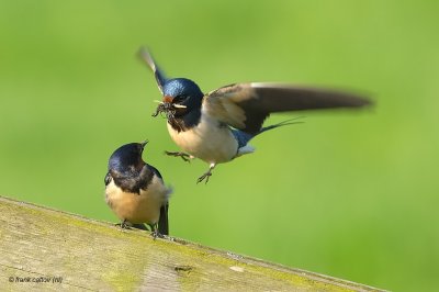 barn swallow.... boerenzwaluw