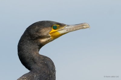 great cormorant.... aalscholver