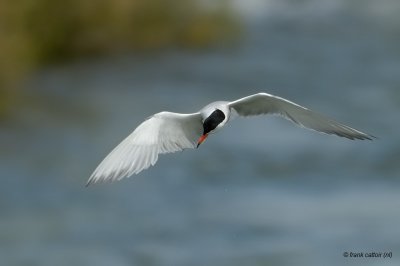 common tern.... visdief