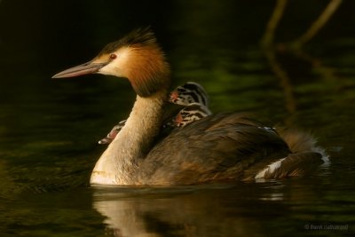 divers and grebes... duikers en futen