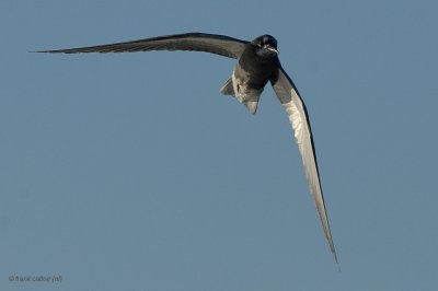 black tern.... zwarte stern