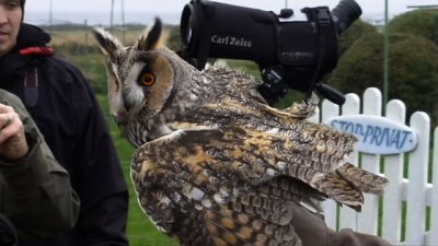 Long-eared Owl ( Hornuggla )