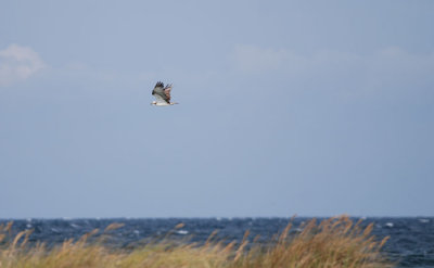 Falsterbo Skne