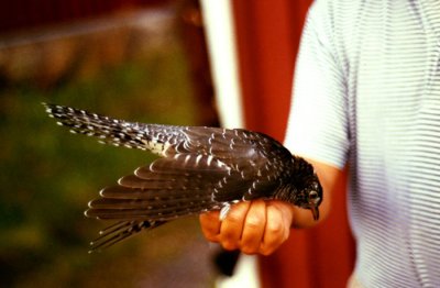 Common Cuckoo ( Gök )