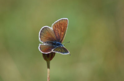 Kumlans naturreservar Skne