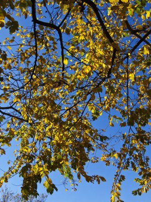 Fall in Fort Tryon Park - I