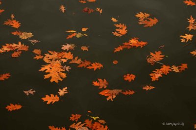 River Leaves