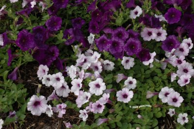 Purple Flowers