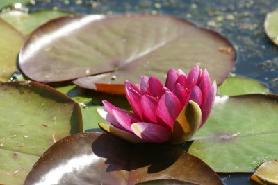 waterlily10 6-21-08