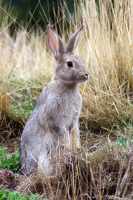 Rabbit