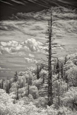 7/15/08 - Hemlock Springs IR