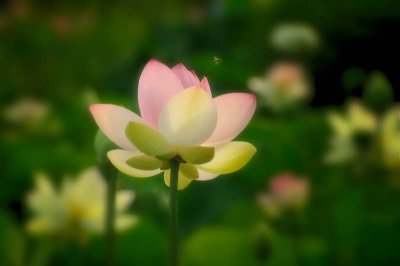 7/17/08 - Lotus Garden (& Bee)