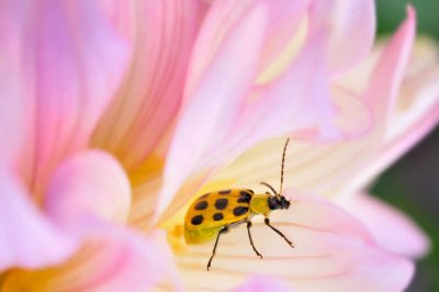 8/5/08 - Beetle on Dahlia