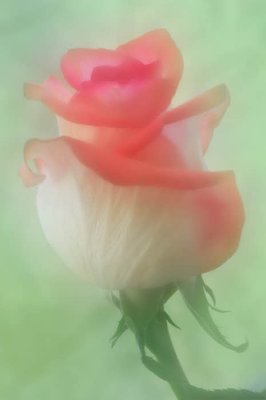 11/6/08 - Dreamy Rose