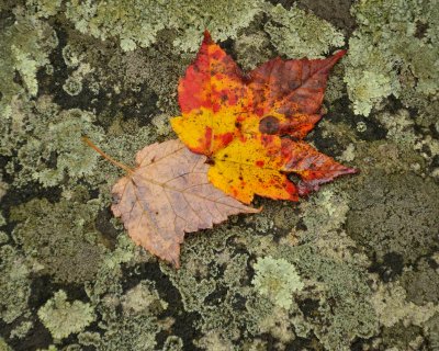 10/25/09 - Leaves on Lichen
