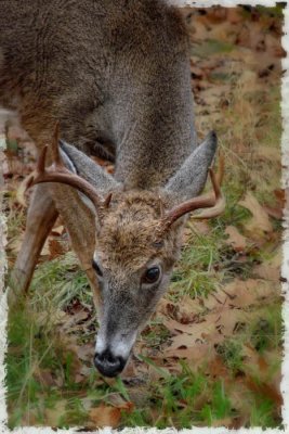 10/31/09 - Virginia Whitetail Buck