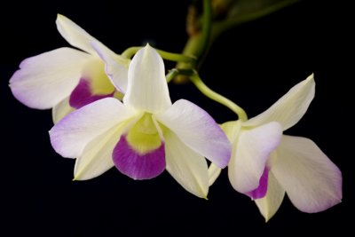 10/12/06 - Orchids Three