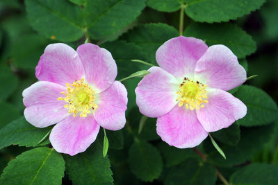 IMG_1498 Alberta Roses.jpg