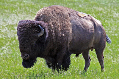 IMG_4793 buffalo.jpg