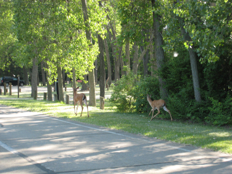 Deer in Presque Isle State Park